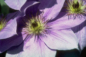 Clematis